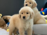 Golden Retriever Yavruları