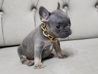 LİLAC TAN FRENCH BULLDOG DİŞİ YAVRU MİCRO BOY EXOTİC
