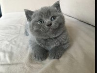 Satılık British Shorthair İlanları Ve Fiyatları | Petcim.com