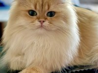 Şecereli British Longhair Golden By11 Yetişkin Erkek
