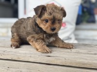 Petmode köpek çiftliğende ziyarete açık morkie