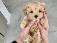 Kore Maltipoo