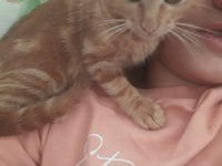 Ayaş çevresi kedi sahiplenmek isteyenler ulaşabilir