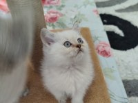 Golden Lilac Ve Blue Point Yavru Kediler