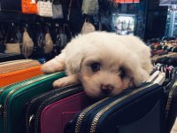 Maltese terrier yavru 2 adet dişi