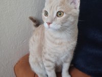 Tekir kedi ilanı