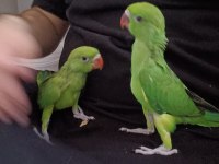El Besleme Bebek Pakistan Papağanı