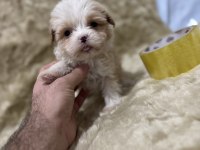 Orijinal Maltipoo Yavruları