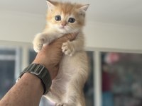 Çok özel ny12 golden british shorthair yavrularımız