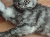 4 aylık british shorthair