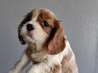 Ev ortamından sağlık ırk garantili cavalier king charles