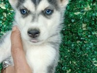 ANNE ALTINDAN SAFKAN HUSKY YAVRULARI