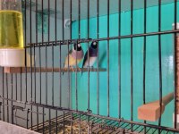 1 Takım Gouldian Finch