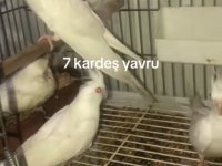 Albino sultan bebekler yuvadan uçmaya hazır