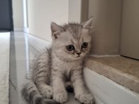 PİKO ÇOK AKILLI PONÇİK BİR YAVRU KEDİMİZ