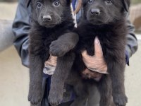 TÜRKİYENİN EN ÖZEL BELÇİKA KURDU YAVRULARI BLACK SOLİD
