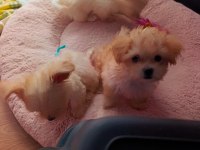 Antalyadan 0 Numara Safkan Maltese Terrier Yavruları