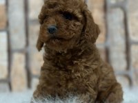 A kalite fincan şeklinde poodle