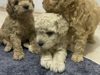 Apricot renk erkek tam toy poodle yavrular