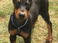 İsteğe Özel Estetik Modelleri Mevcut Dobermanlar