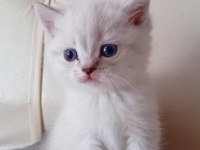 Blue Point British Shorthair Teslime Hazır