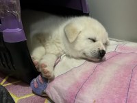 Beyaz 45 günlük Japon Akita