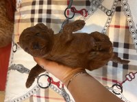 Ev doğumu (kızımın poodle bebekleri)