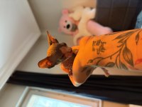 CANADİAN SPHYNX YAVRULARI