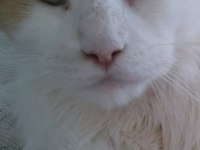 Main Coon Dişi Kedimiz