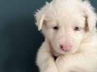 Red Merle Border Collie