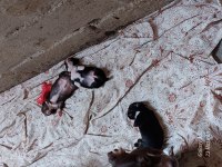 Şivava köpeğimizi sahiplendirme