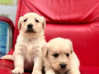 Golden retriever yavrularımız