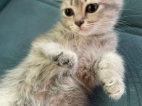 British shorthair golden
