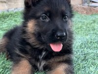 ÜST DÜZEY ALMAN ÇOBAN KÖPEĞİ YAVRULARI SECERELİ