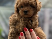 KORE RED DİŞİ POODLE