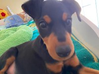 aşıları yapılmış doberman