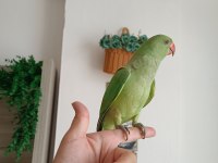 Beş Aylık Oyuncul Ele Alışık Pakistan Papağanı