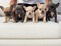 EXOTİC FRENCH BULLDOG YAVRULAR MEVCUTTUR