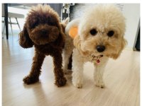 Apricot Toy Poodle Bebeklerimiz