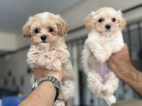 Show kalite kore kan maltipoo yavrularımız