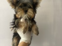 (A) kalite ırk güzeli yorkshire terrier