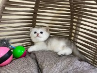 40 günlük british shorthair erkek