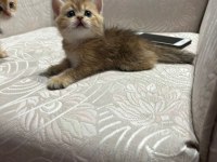Golden yavrular british shorthair