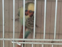 JUMBO ÇİFT VE YAVRULU MUHABBET KUŞU TAKIMLAR