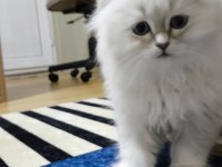 Scottish fold longhair erkek