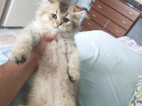 British Longhair