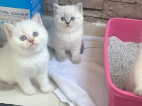 Ayı Surat Blue Point Scottish Fold