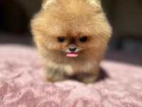 MİKRO BOY BABY FACE KÜÇÜK POMERANİAN AYICIK