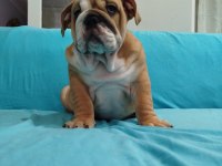 SAFKAN İNGİLİZ BULLDOG BEBEKLER