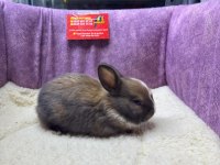 CÜCE TAVŞAN NETHERLAND DWARF YAVRULARIMIZ